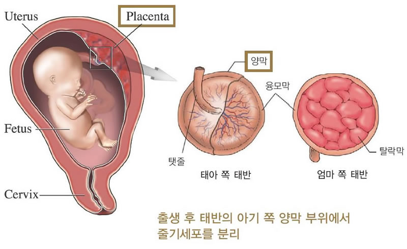 태반의 구조_800