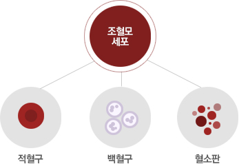 조혈모세포